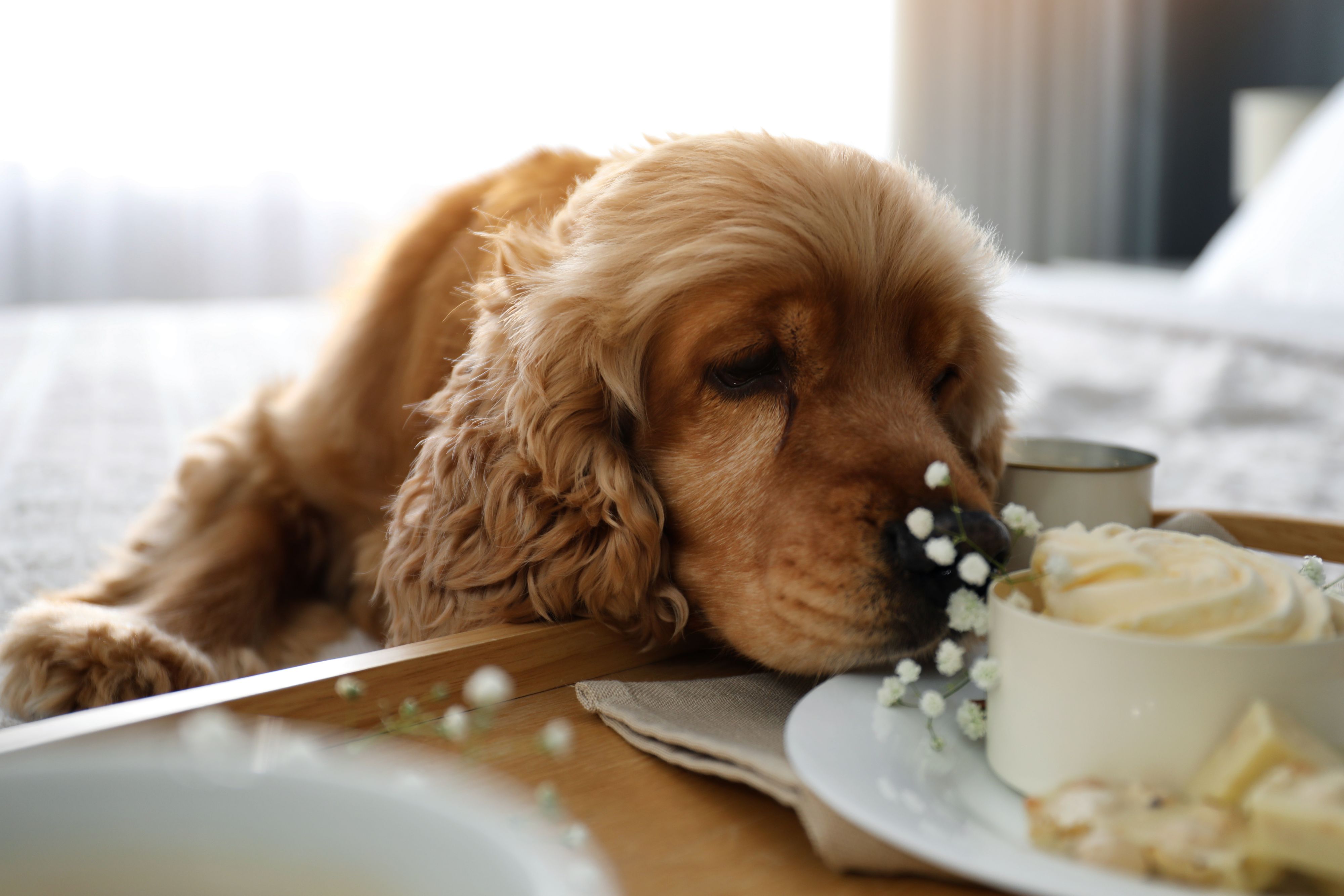 Cute English Cocker Spaniel near tray with breakfast on bed indoors. Pet friendly hotel
